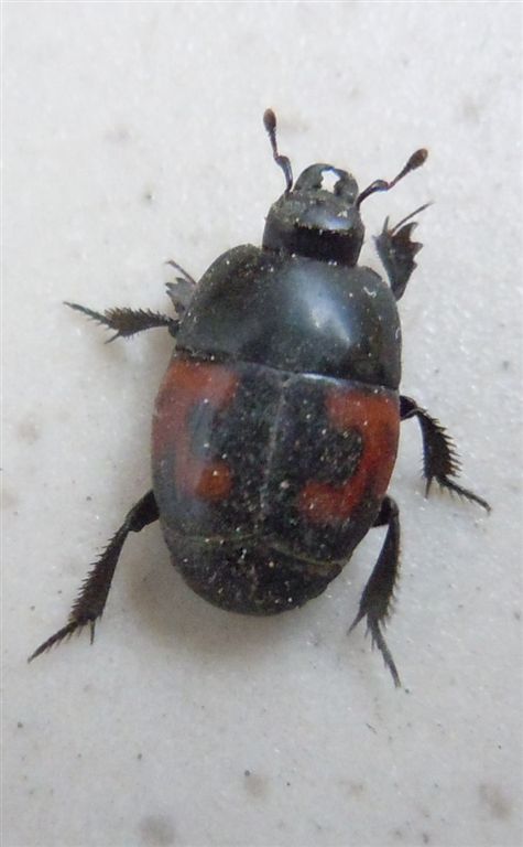Hister quadrimaculatus